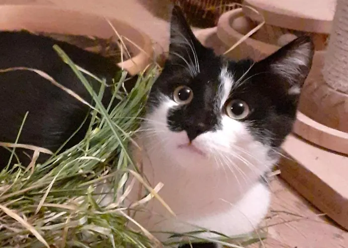 Apartman Hartmann's Nescht